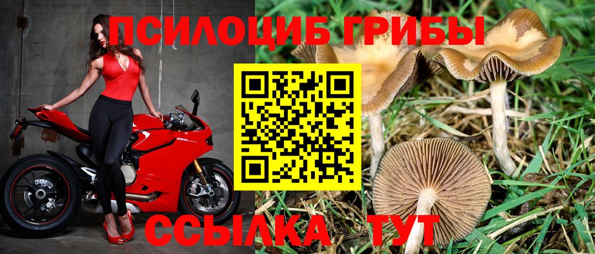 Псилоцибиновые грибы Psilocybine cubensis Тельмана